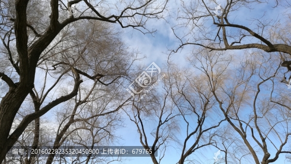 樹枝