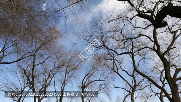 樹枝