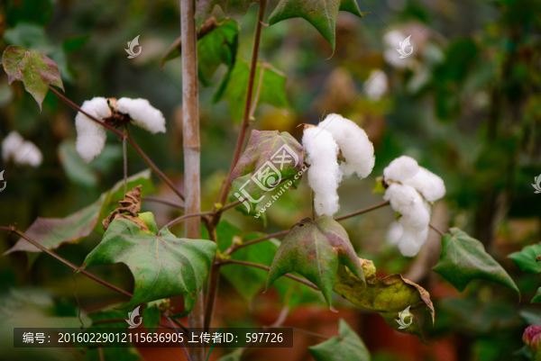 棉花