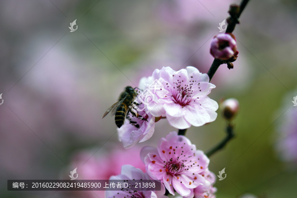 桃花,蜜蜂