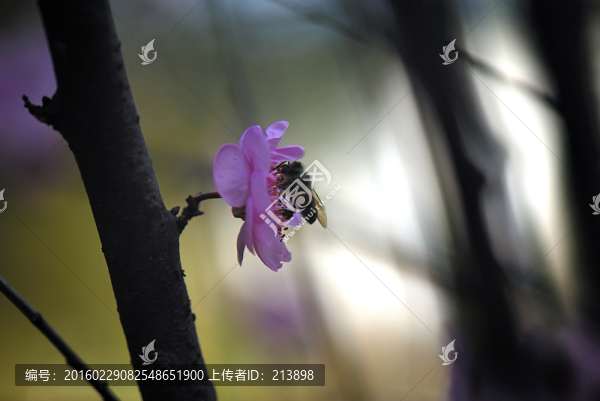 桃花,桃樹(shù)