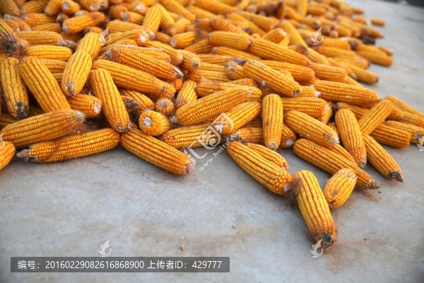 黃玉米,老玉米,玉米棒子