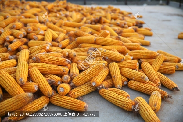 玉米,黃玉米,玉米棒