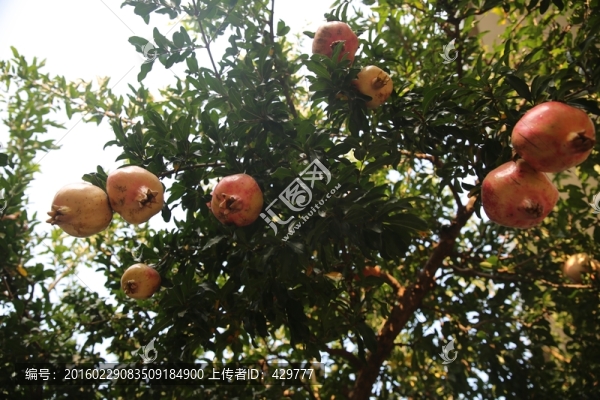 石榴樹,,紅石榴