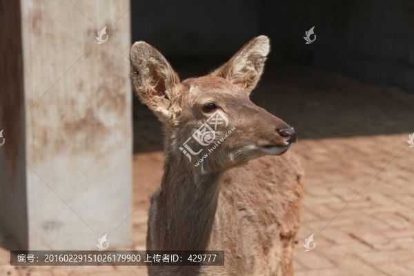 養(yǎng)殖鹿,梅花鹿,鹿苑