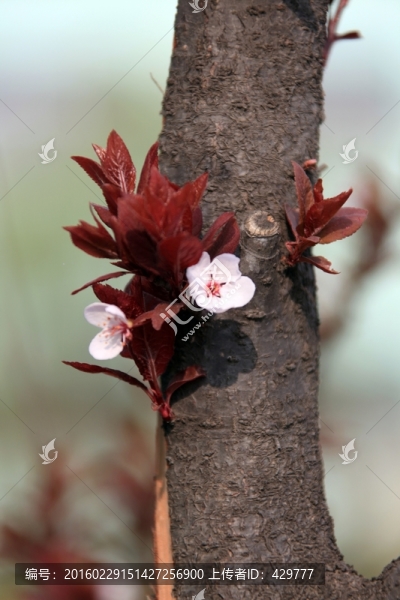 白色花,春天