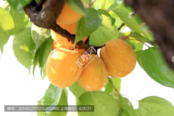 杏,紅杏,紅杏子,杏樹(shù),杏子
