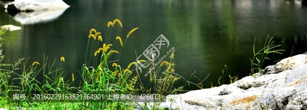 湖畔青青草