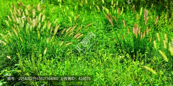 狗尾草叢