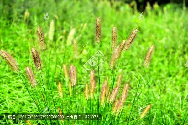 狗尾草
