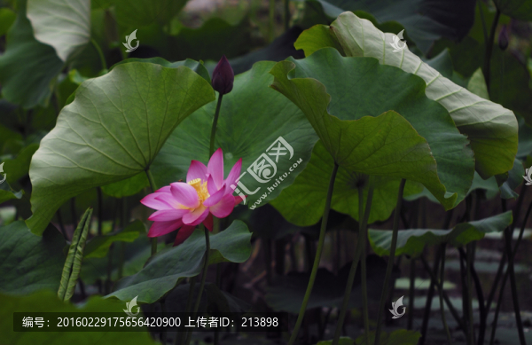 荷葉