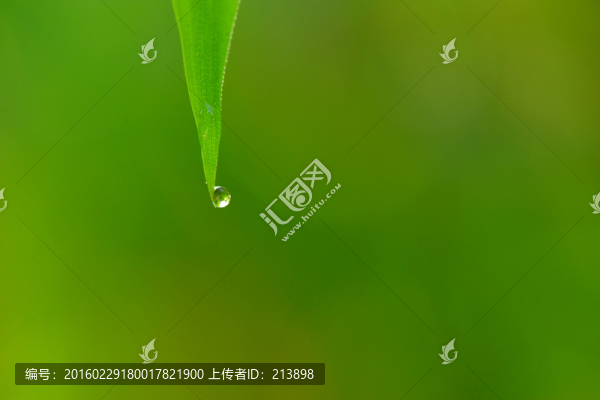 綠葉,水滴