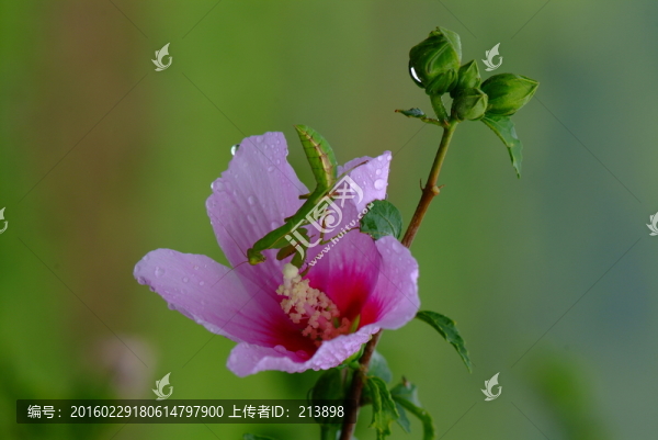粉紅花卉,螳螂