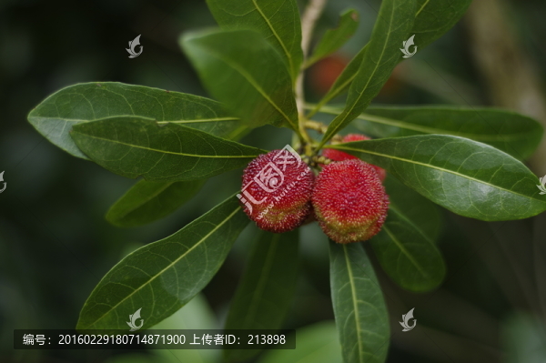 楊梅果