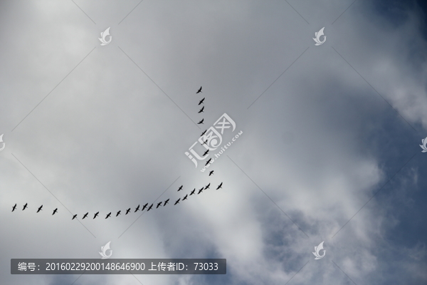 大雁遷徙