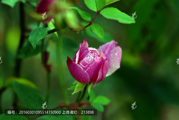 月季花