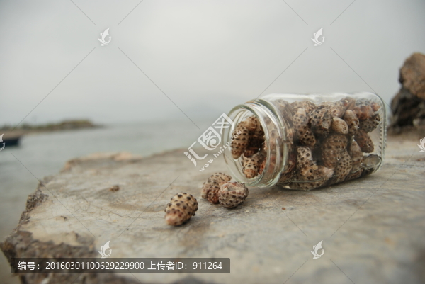 海螺