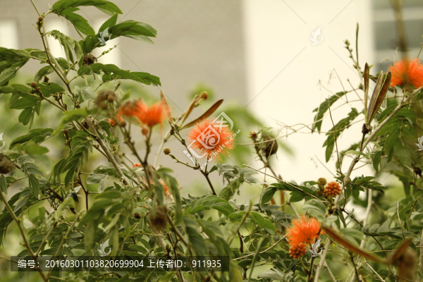 紅色蒲公英
