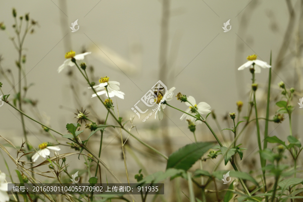蜜蜂授粉