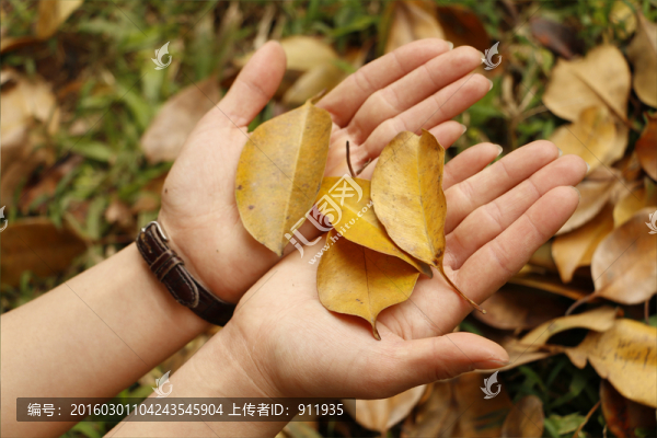 飄零的銀杏葉