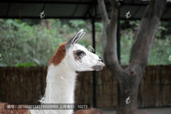 羊駝