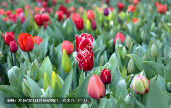 郁金香