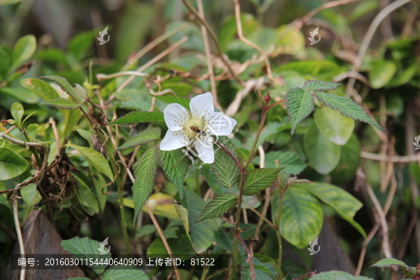 白花