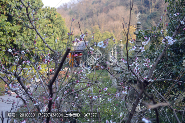 寺院梅花
