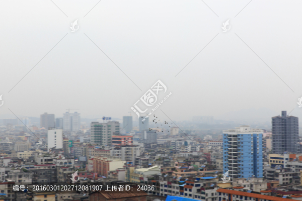 城市上空,飛鳥