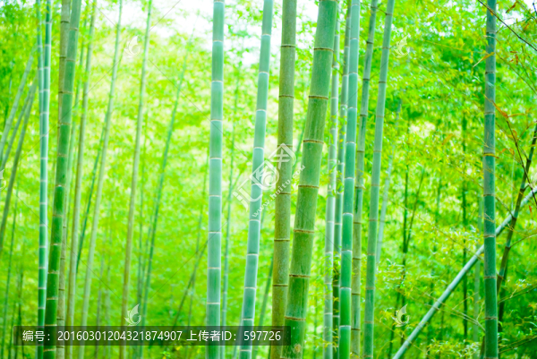 翠竹林