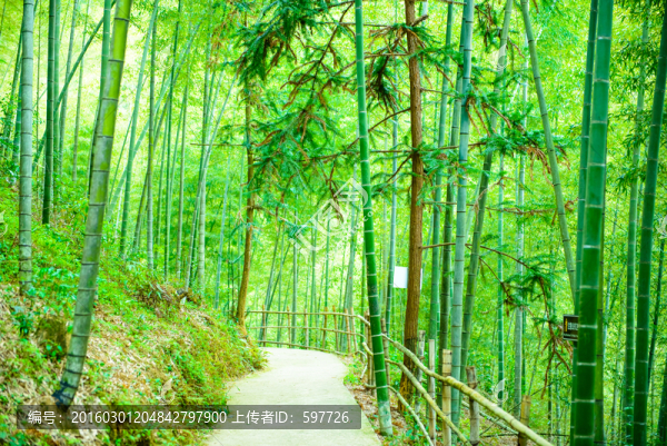 竹林小路