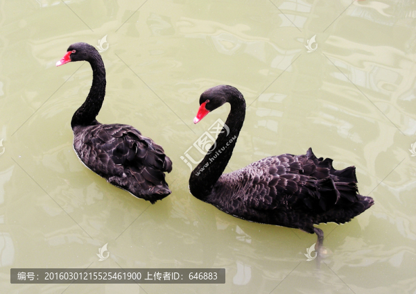 天鵝,動物,鳥類