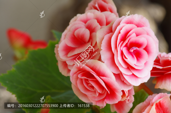 長壽花