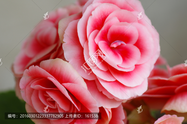 長(zhǎng)壽花