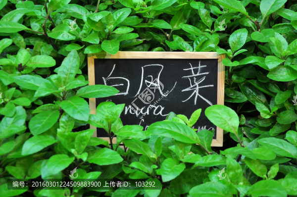 生長中的白鳳菜