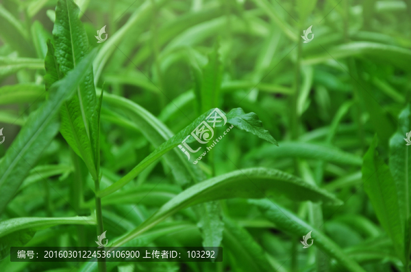 生長中的油麥菜