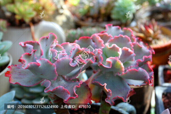 多肉植物,肉肉,花卉,綠植