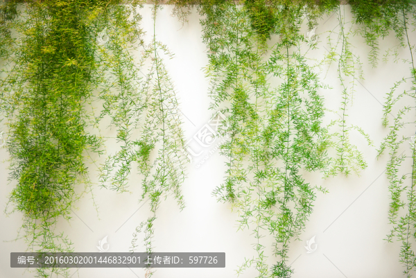 室內植物墻
