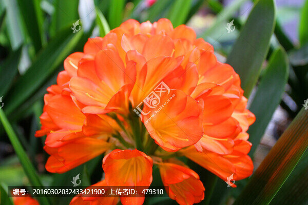 君子蘭,花卉,花朵,花蕊,花蕾