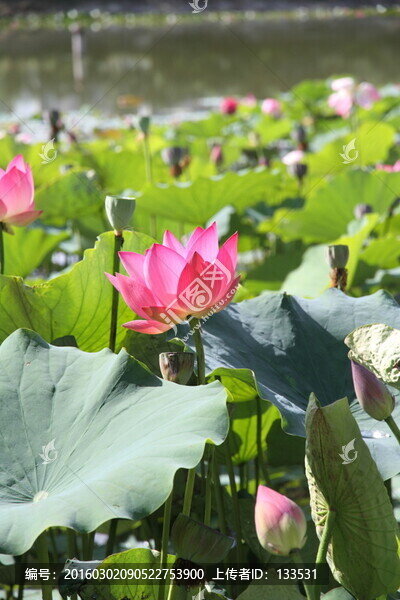 荷花,荷葉