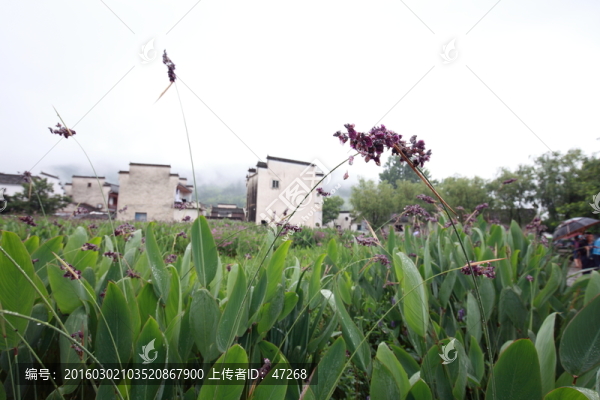 宏村