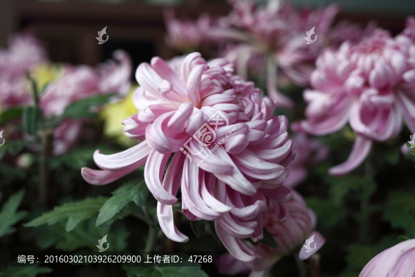 菊花
