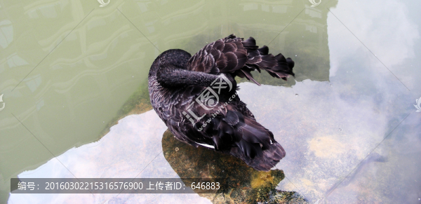 黑天鵝