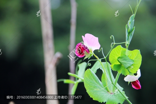 荷蘭豆花朵