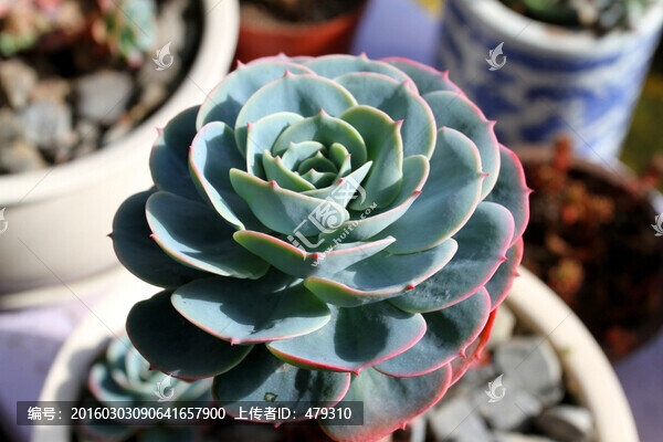多肉植物,肉肉,花卉,沙漠植物
