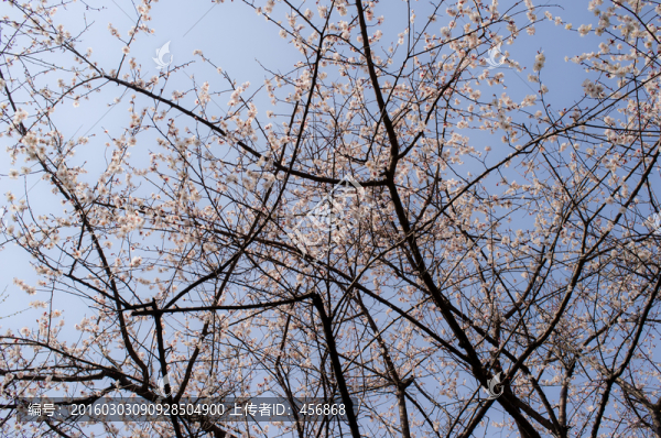 仰視梅花樹枝