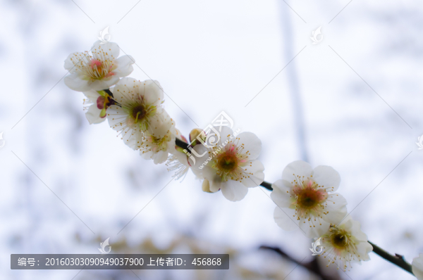 一枝梅花