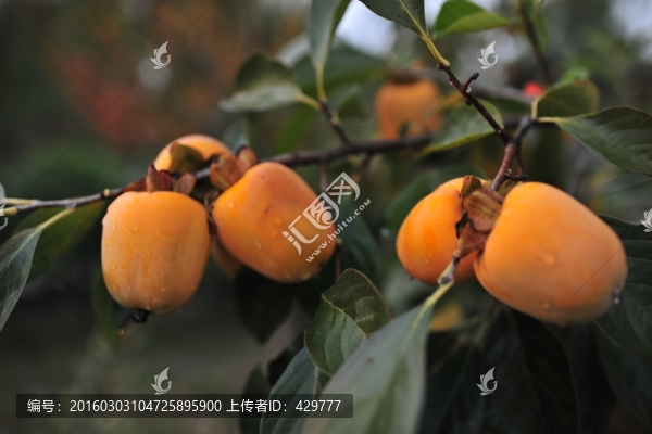 秋季,,柿子成熟,,果樹(shù)