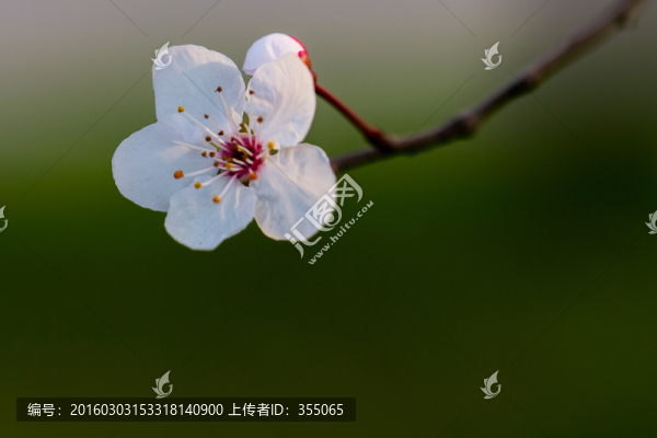 紅葉李