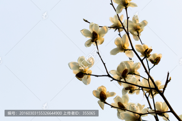 玉蘭